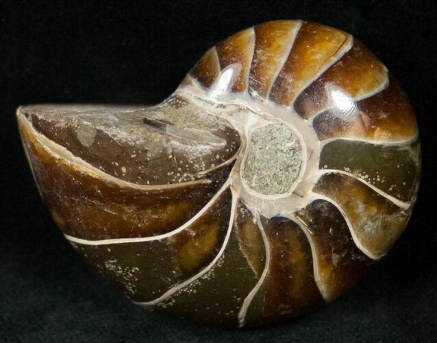 Cretaceous Nautilus Fossil - Madagascar #15003